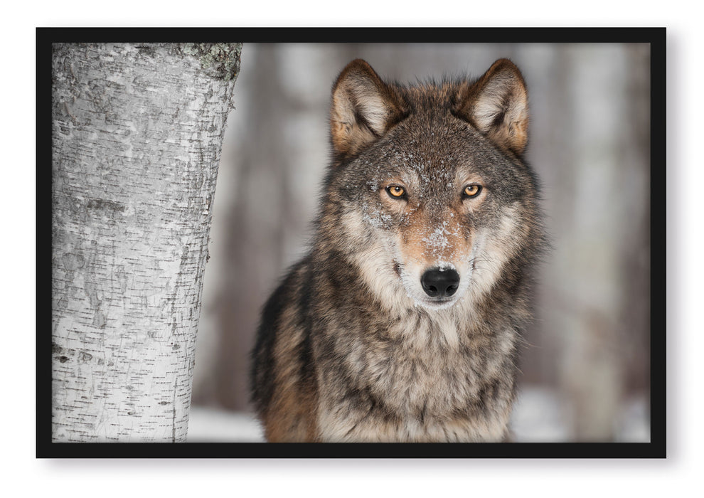 Wachsamer Wolf, Poster mit Bilderrahmen