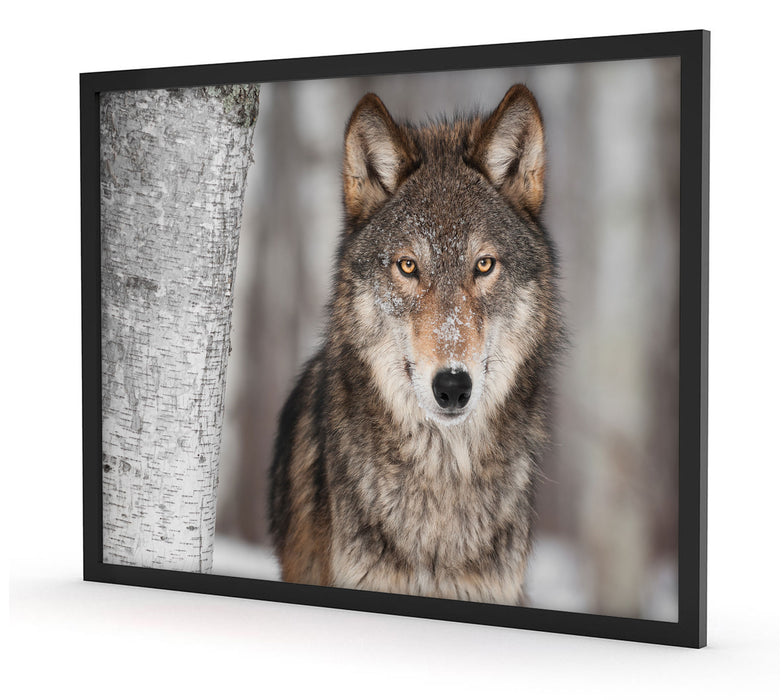 Wachsamer Wolf, Poster mit Bilderrahmen