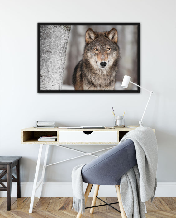 Wachsamer Wolf, Poster mit Bilderrahmen