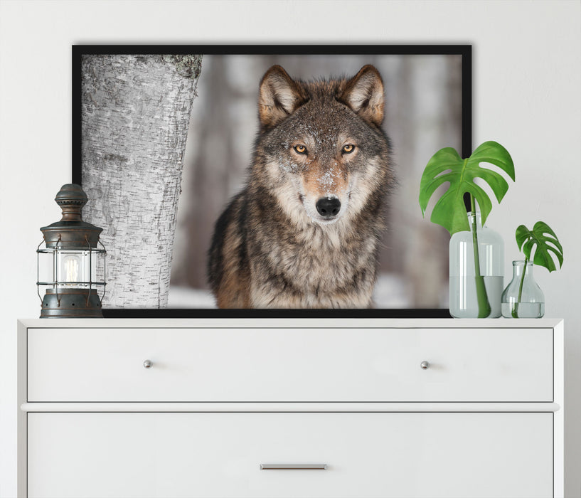 Wachsamer Wolf, Poster mit Bilderrahmen