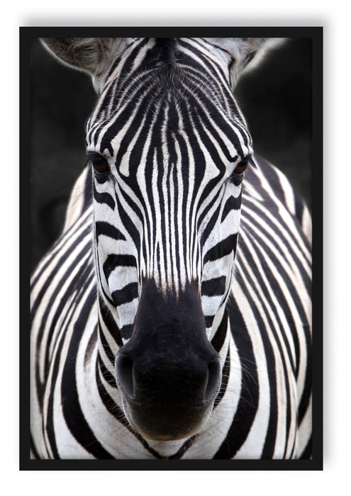 Zebra Porträt, Poster mit Bilderrahmen