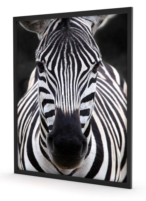 Zebra Porträt, Poster mit Bilderrahmen