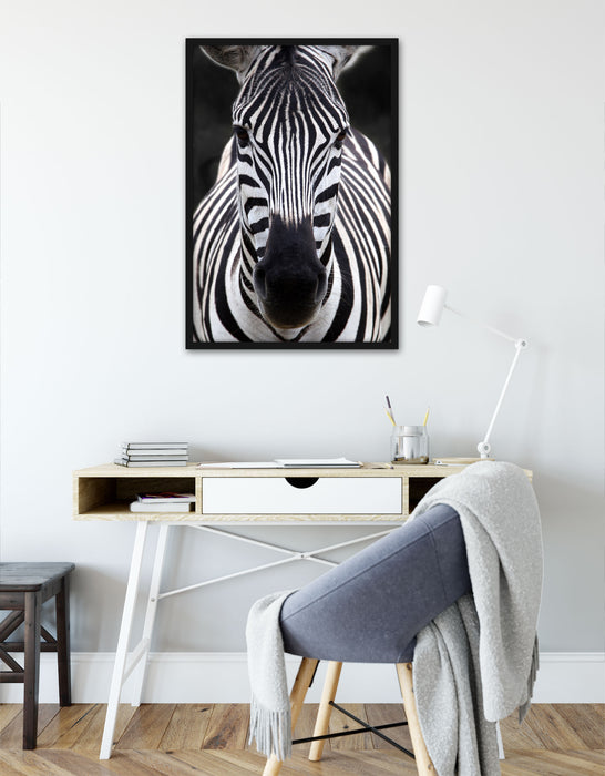 Zebra Porträt, Poster mit Bilderrahmen