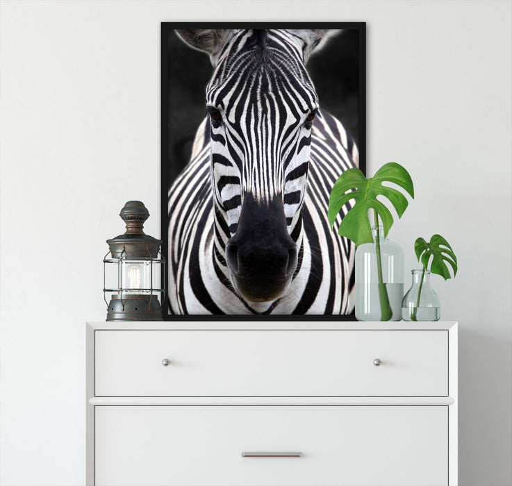 Zebra Porträt, Poster mit Bilderrahmen