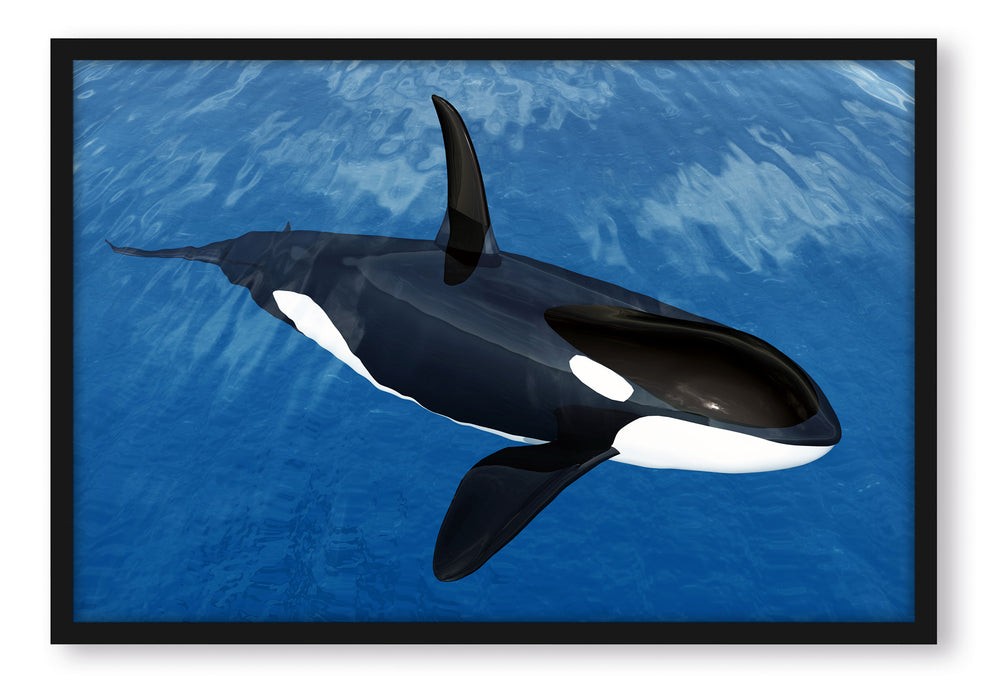 Orca im blauen Meer, Poster mit Bilderrahmen