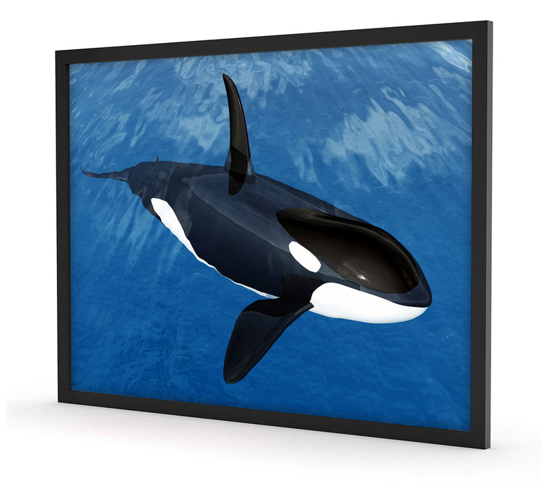 Orca im blauen Meer, Poster mit Bilderrahmen