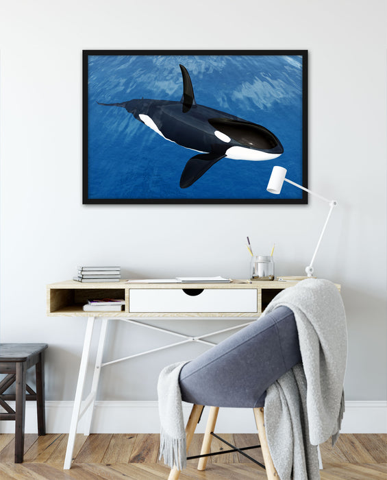 Orca im blauen Meer, Poster mit Bilderrahmen