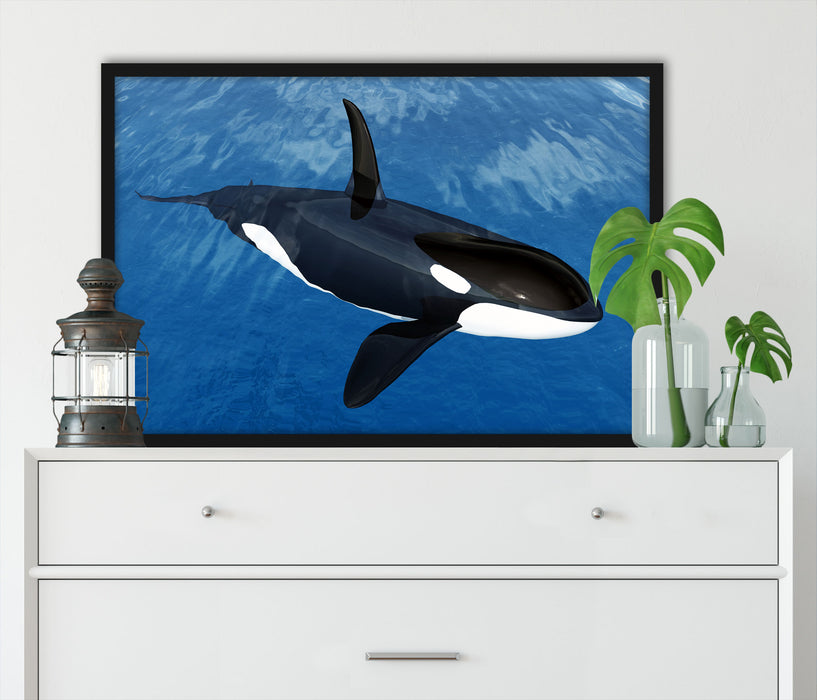 Orca im blauen Meer, Poster mit Bilderrahmen