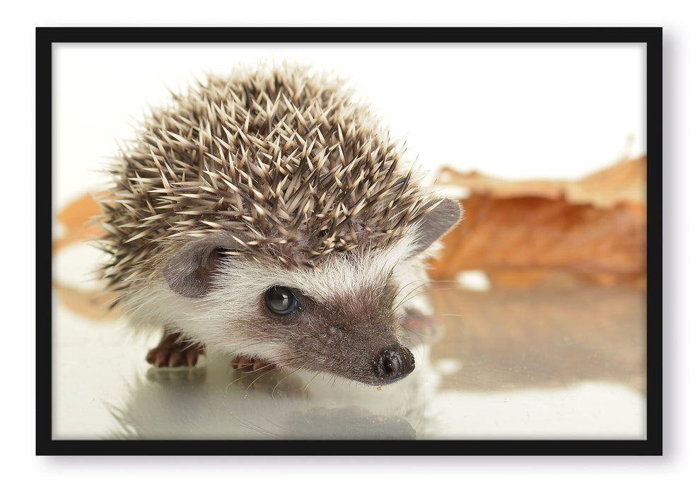 Pixxprint Süßer Igel, Poster mit Bilderrahmen