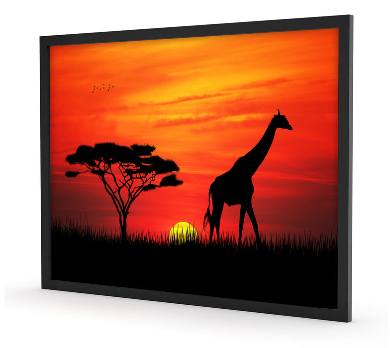 Giraffe im Sonnenuntergang, Poster mit Bilderrahmen