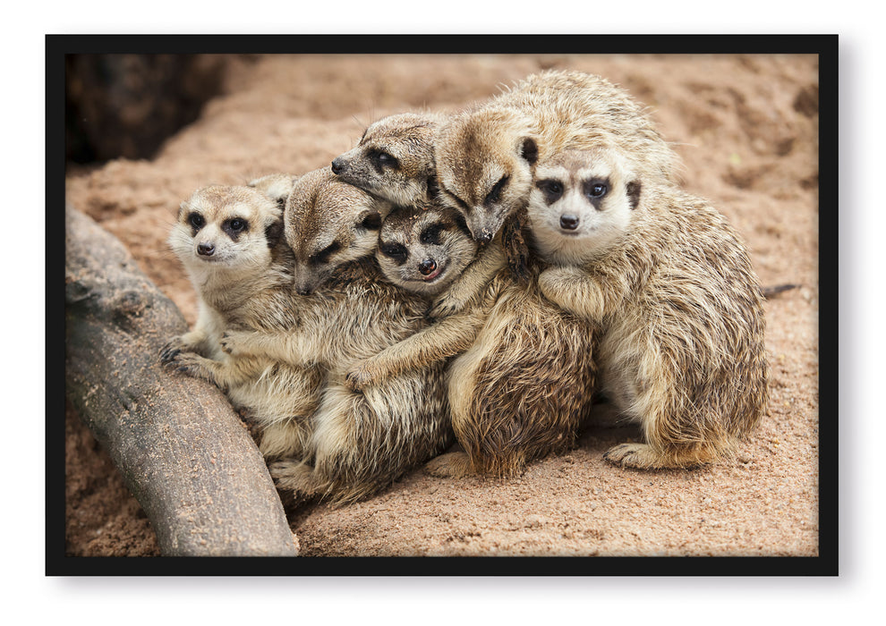 Pixxprint kuschelnde Erdmännchen, Poster mit Bilderrahmen