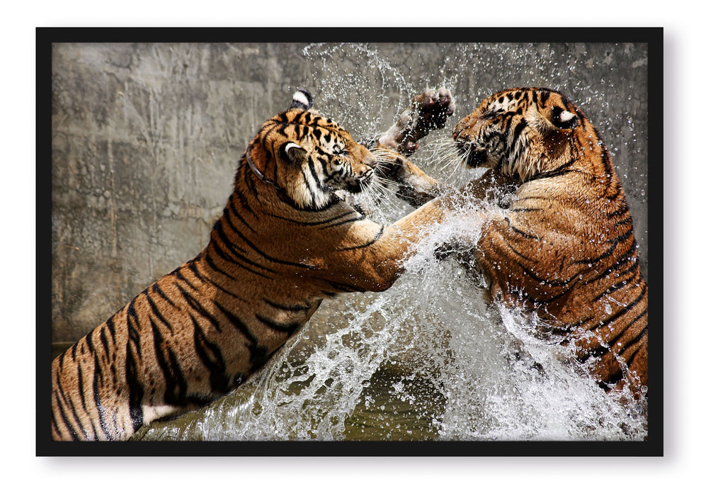 Pixxprint Kämpfende Tiger im Wasser, Poster mit Bilderrahmen