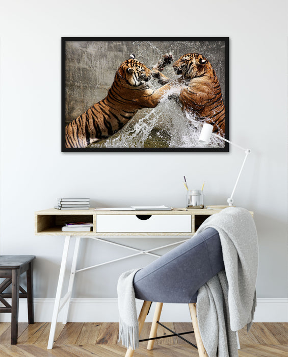 Kämpfende Tiger im Wasser, Poster mit Bilderrahmen