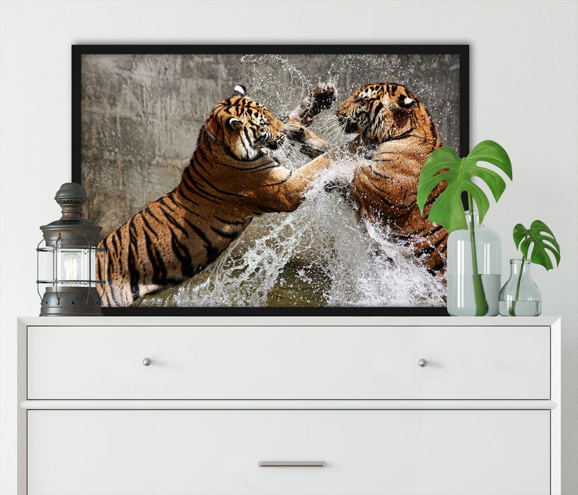 Kämpfende Tiger im Wasser, Poster mit Bilderrahmen