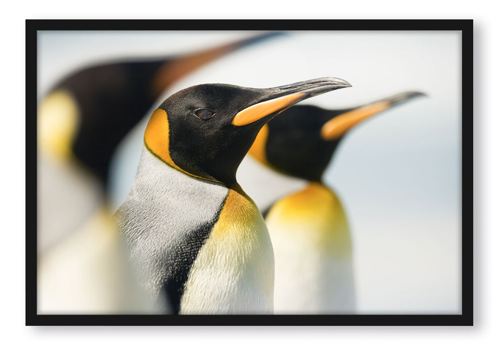 Pixxprint Pinguine, Poster mit Bilderrahmen