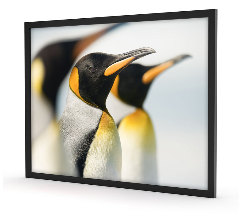 Pinguine, Poster mit Bilderrahmen