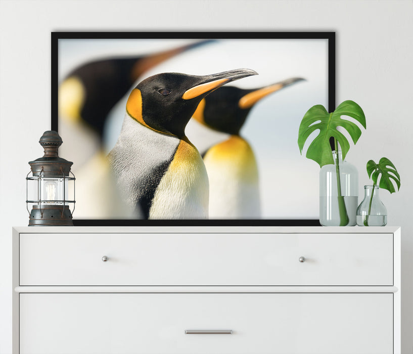 Pinguine, Poster mit Bilderrahmen