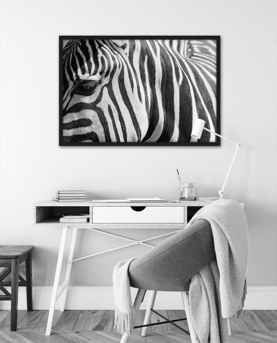 Zebra Porträt, Poster mit Bilderrahmen