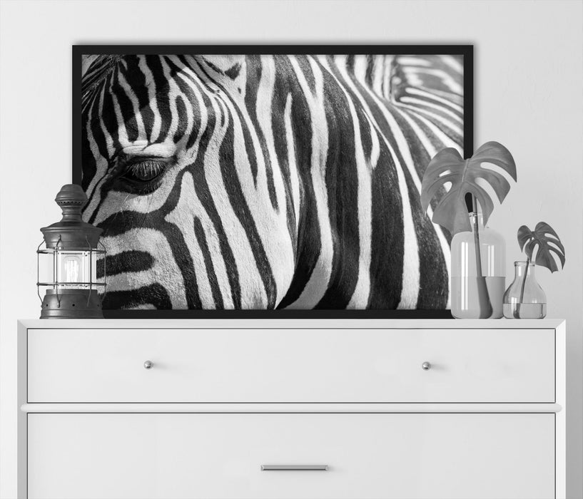 Zebra Porträt, Poster mit Bilderrahmen