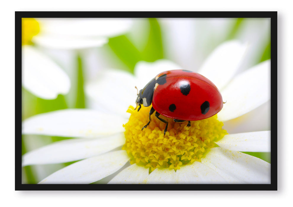Pixxprint Marienkäfer auf Gänseblümchen, Poster mit Bilderrahmen
