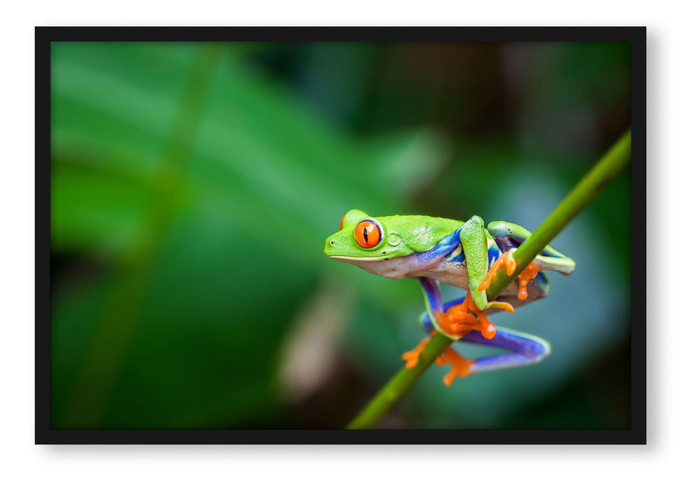 Grüner kleiner Frosch auf Ast, Poster mit Bilderrahmen