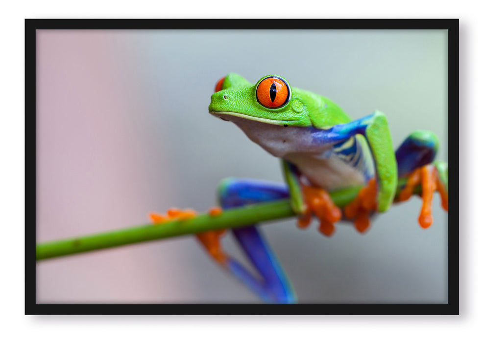 Grüner Frosch auf Ast, Poster mit Bilderrahmen