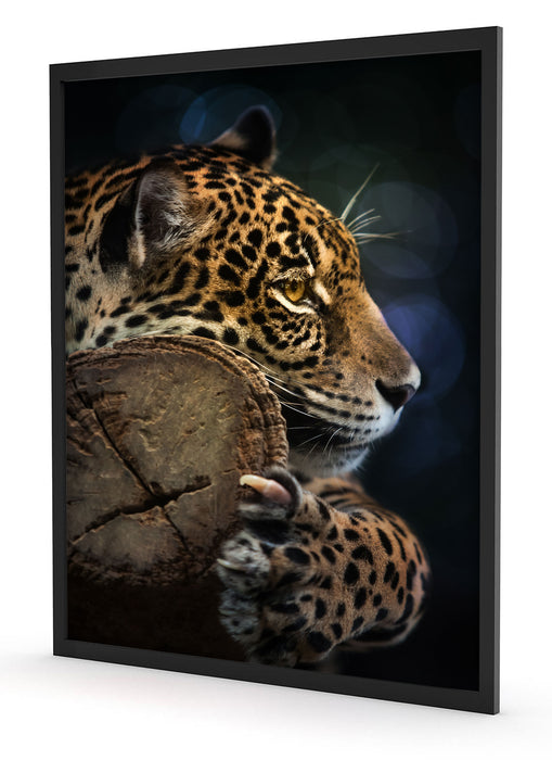 Wunderschöner Leopard, Poster mit Bilderrahmen