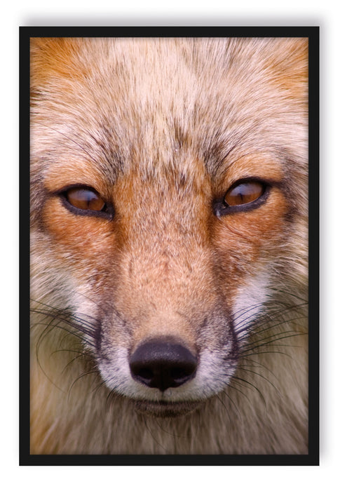 Pixxprint Fuchs Porträt, Poster mit Bilderrahmen