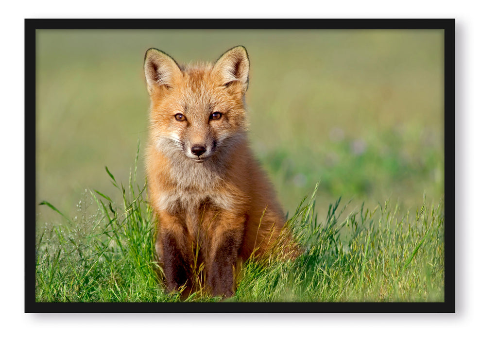 Pixxprint Kleiner Fuchs, Poster mit Bilderrahmen