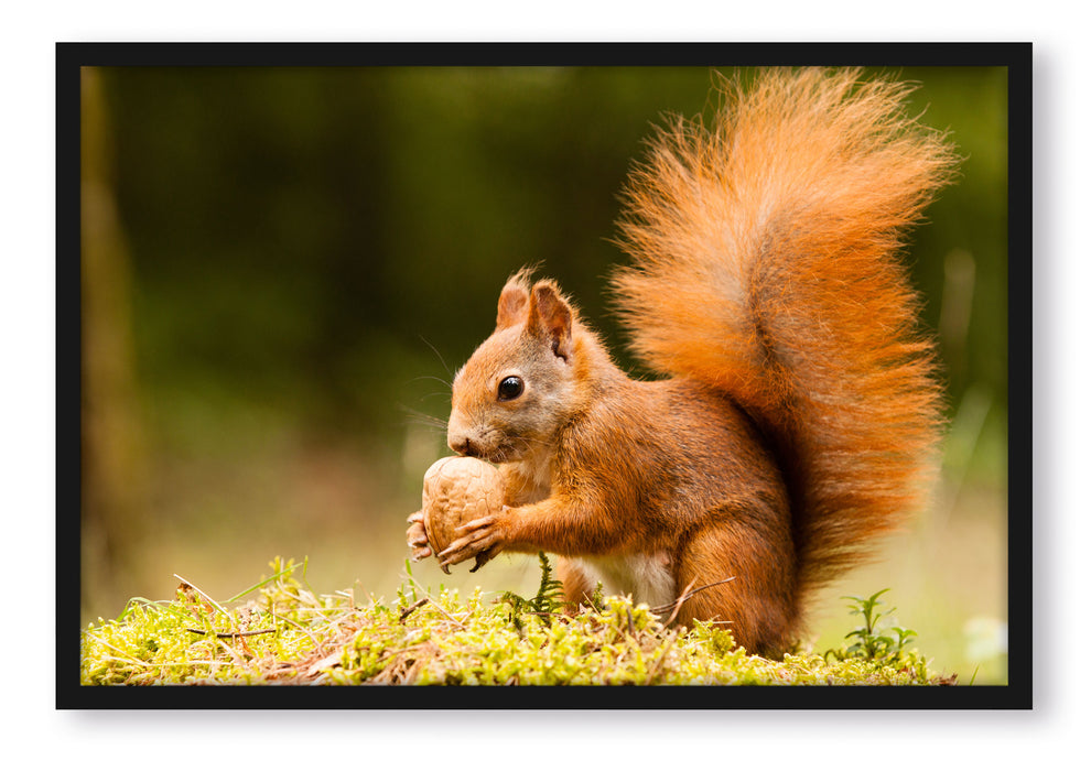 Eichhörnchen mit Nuss, Poster mit Bilderrahmen