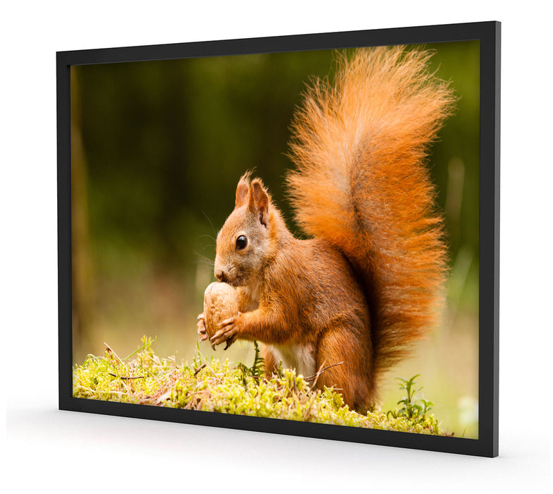 Eichhörnchen mit Nuss, Poster mit Bilderrahmen