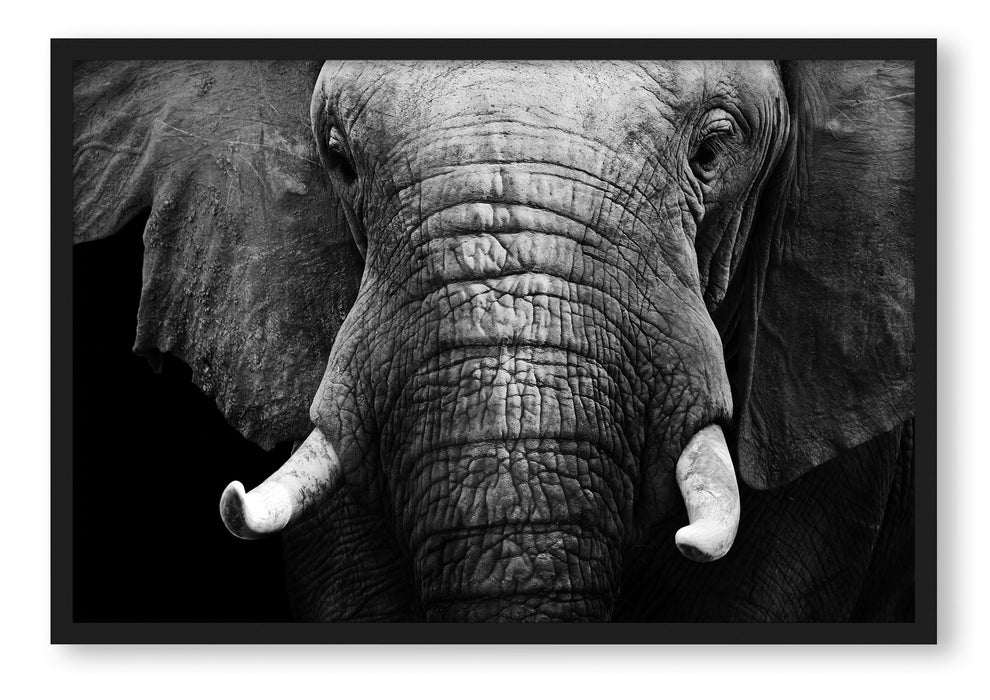 Pixxprint Elefant Porträt, Poster mit Bilderrahmen