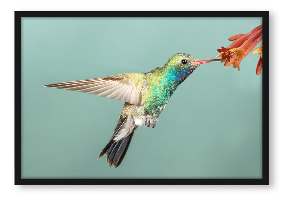 Bunter Kolibri, Poster mit Bilderrahmen