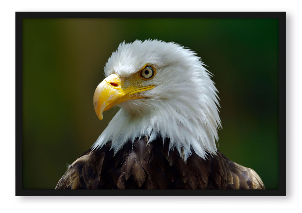 Pixxprint Mächtiger Weißkopfseeadler, Poster mit Bilderrahmen