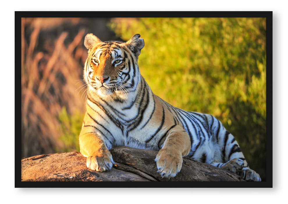 Stolzer Tiger, Poster mit Bilderrahmen