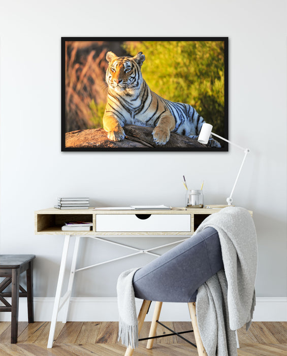 Stolzer Tiger, Poster mit Bilderrahmen