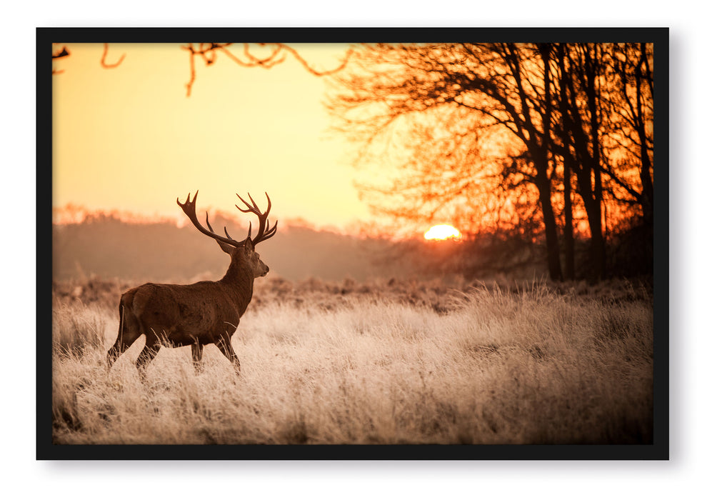 Hirsch im Sonnenuntergang, Poster mit Bilderrahmen