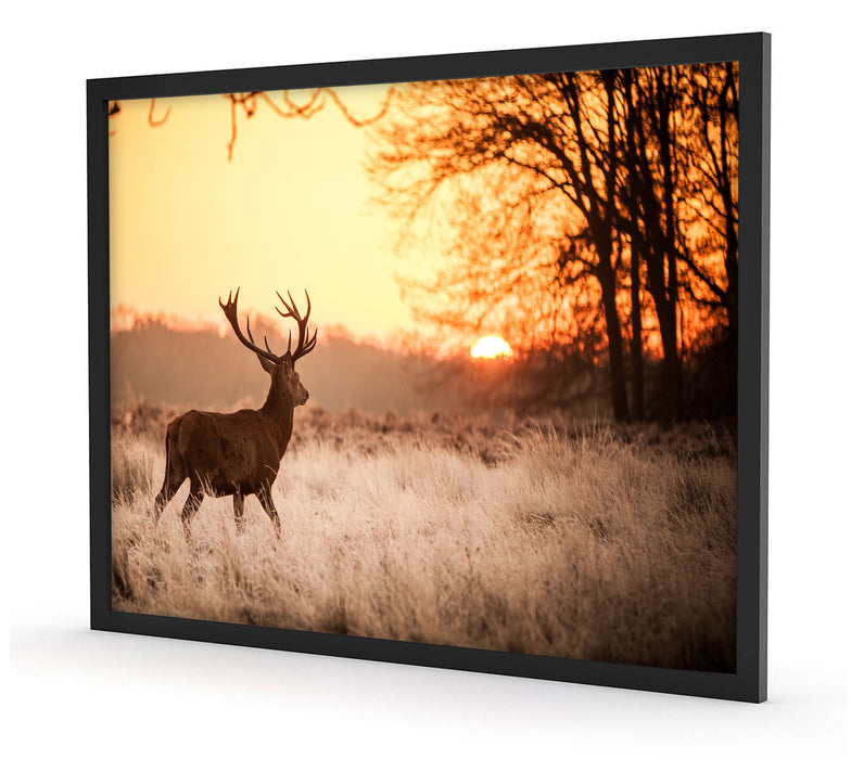 Hirsch im Sonnenuntergang, Poster mit Bilderrahmen