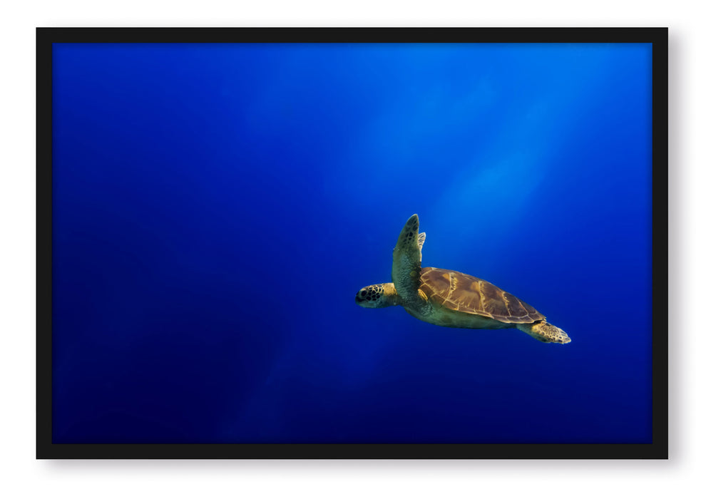 Pixxprint Alte Schildkröte im Meer, Poster mit Bilderrahmen