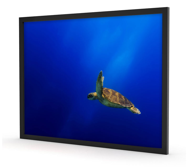 Alte Schildkröte im Meer, Poster mit Bilderrahmen