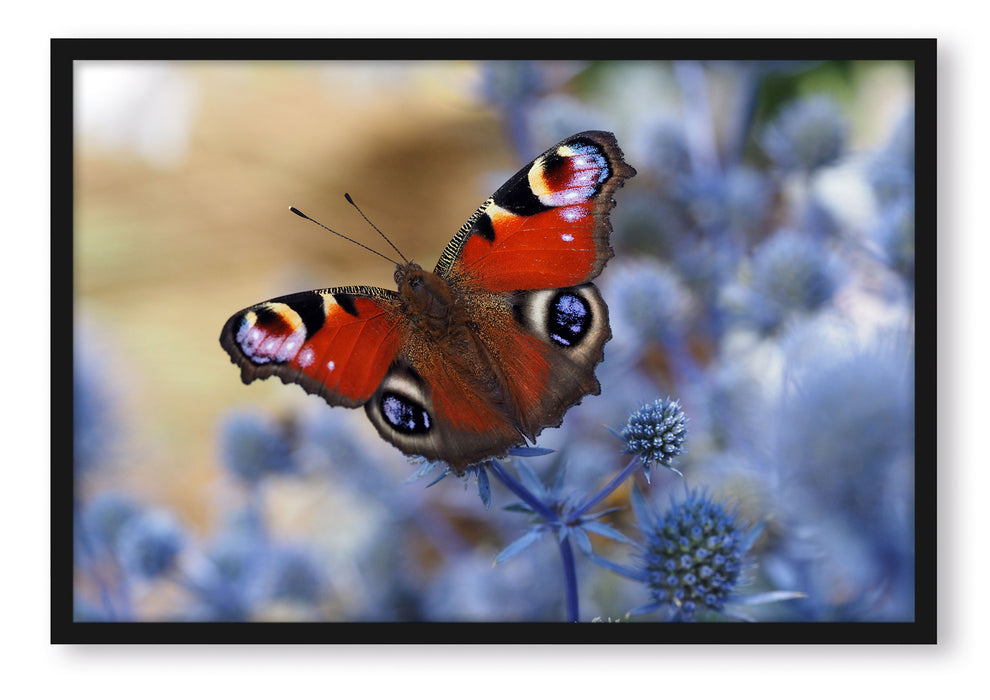 Schöner Schmetterling Pfauenauge, Poster mit Bilderrahmen