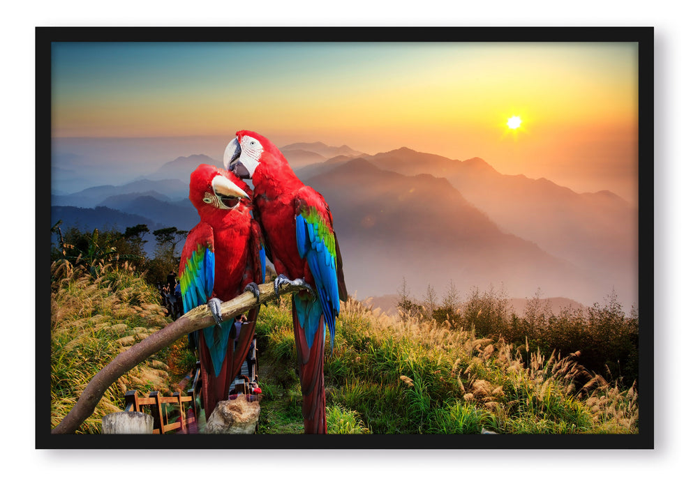 Papageien Pärchen, Poster mit Bilderrahmen