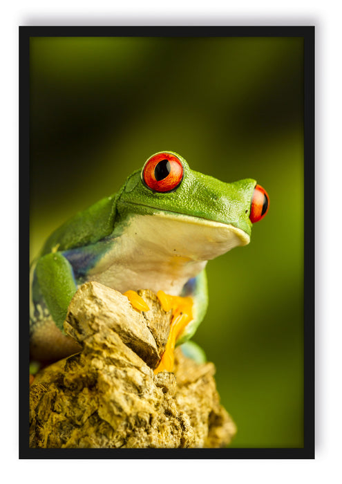 Grüner Rotaugen Frosch, Poster mit Bilderrahmen