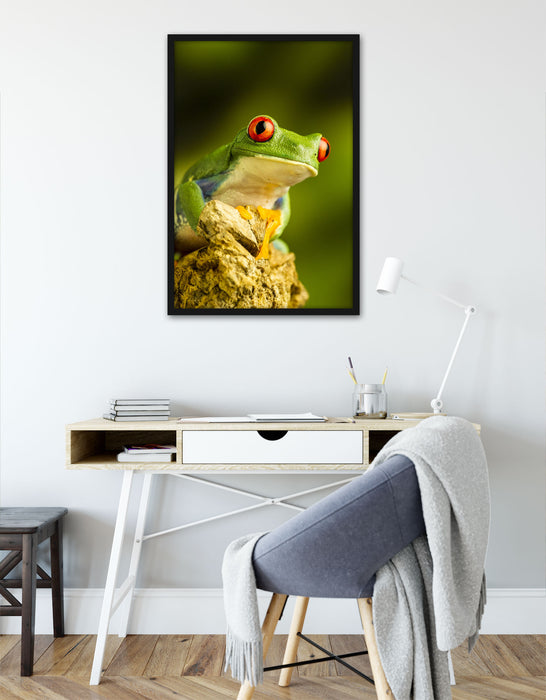 Grüner Rotaugen Frosch, Poster mit Bilderrahmen