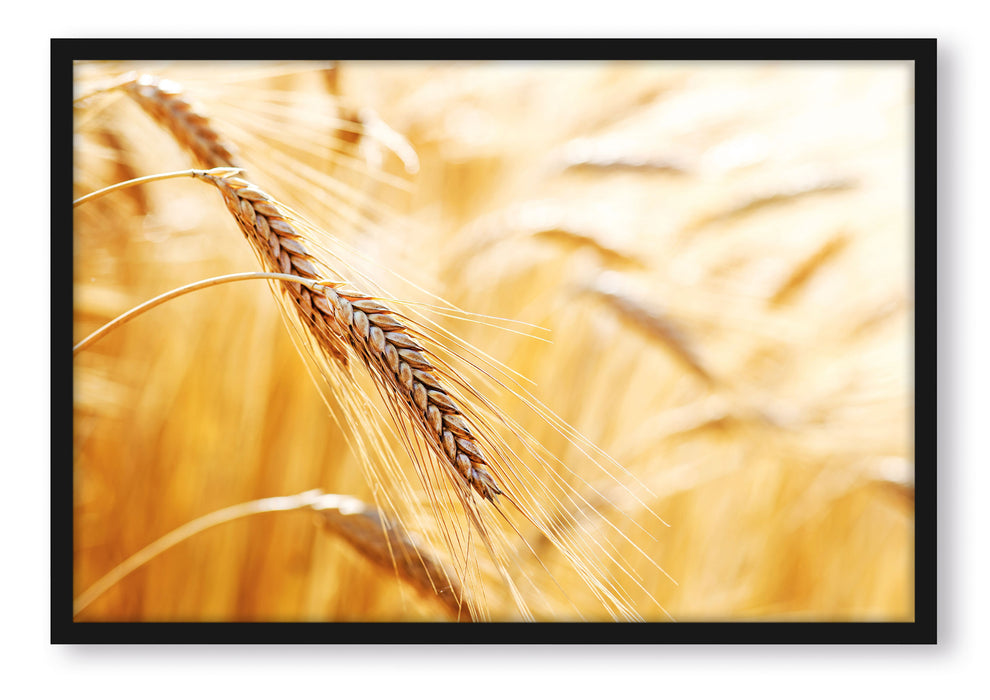 Weizen auf dem Feld, Poster mit Bilderrahmen