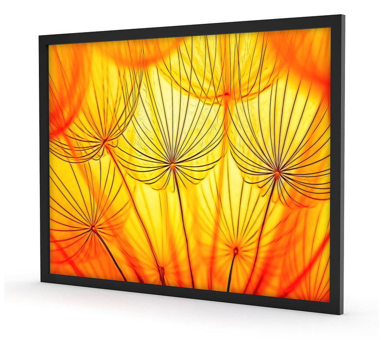 Pusteblumen oranges Licht, Poster mit Bilderrahmen