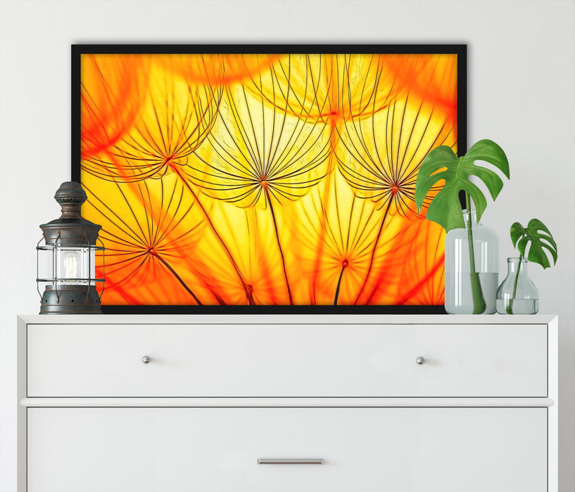 Pusteblumen oranges Licht, Poster mit Bilderrahmen