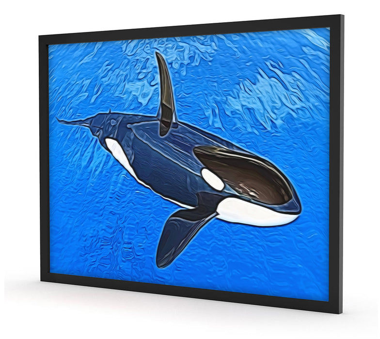 Orca im blauen Meer, Poster mit Bilderrahmen