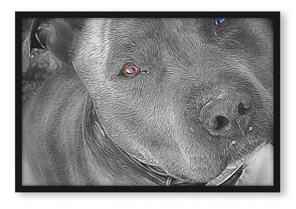 Pixxprint wunderschöner Pit Bull Terrier, Poster mit Bilderrahmen