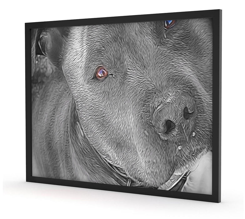 wunderschöner Pit Bull Terrier, Poster mit Bilderrahmen